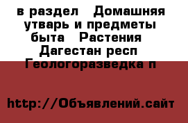  в раздел : Домашняя утварь и предметы быта » Растения . Дагестан респ.,Геологоразведка п.